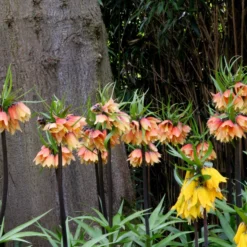 Fritillaria 'Early Fantasy' -UK Garden Plants Shop fritillaria early fantasy 3