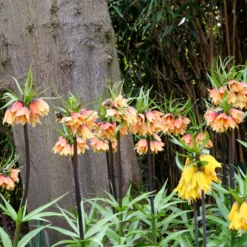 Fritillaria 'Early Fantasy' -UK Garden Plants Shop fritillaria early fantasy 5