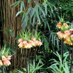 Fritillaria 'Early Fantasy' -UK Garden Plants Shop fritillaria early fantasy 6