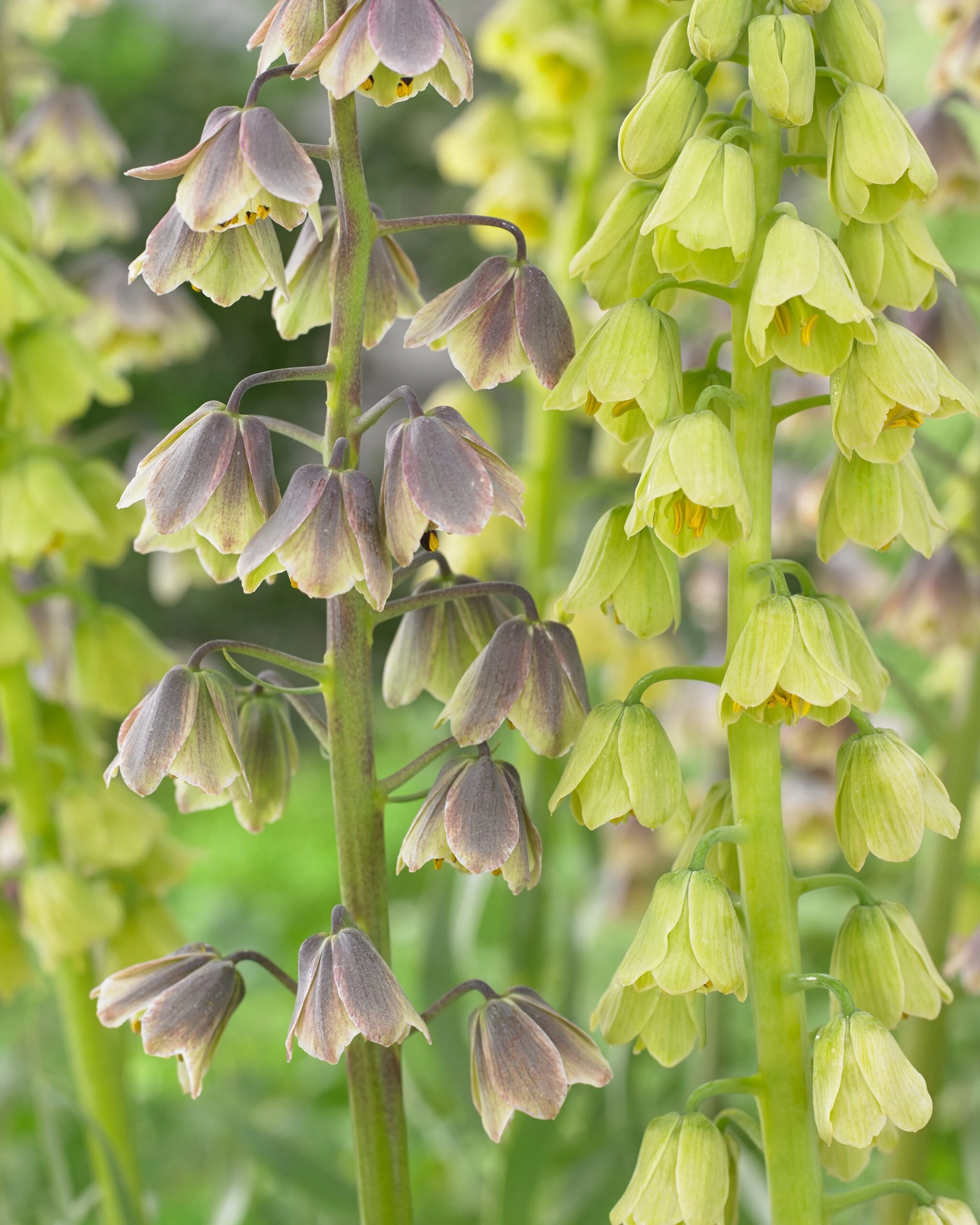 Fritillaria 'Green Dreams' 9 Fritillaria 'Green Dreams' - Image 7