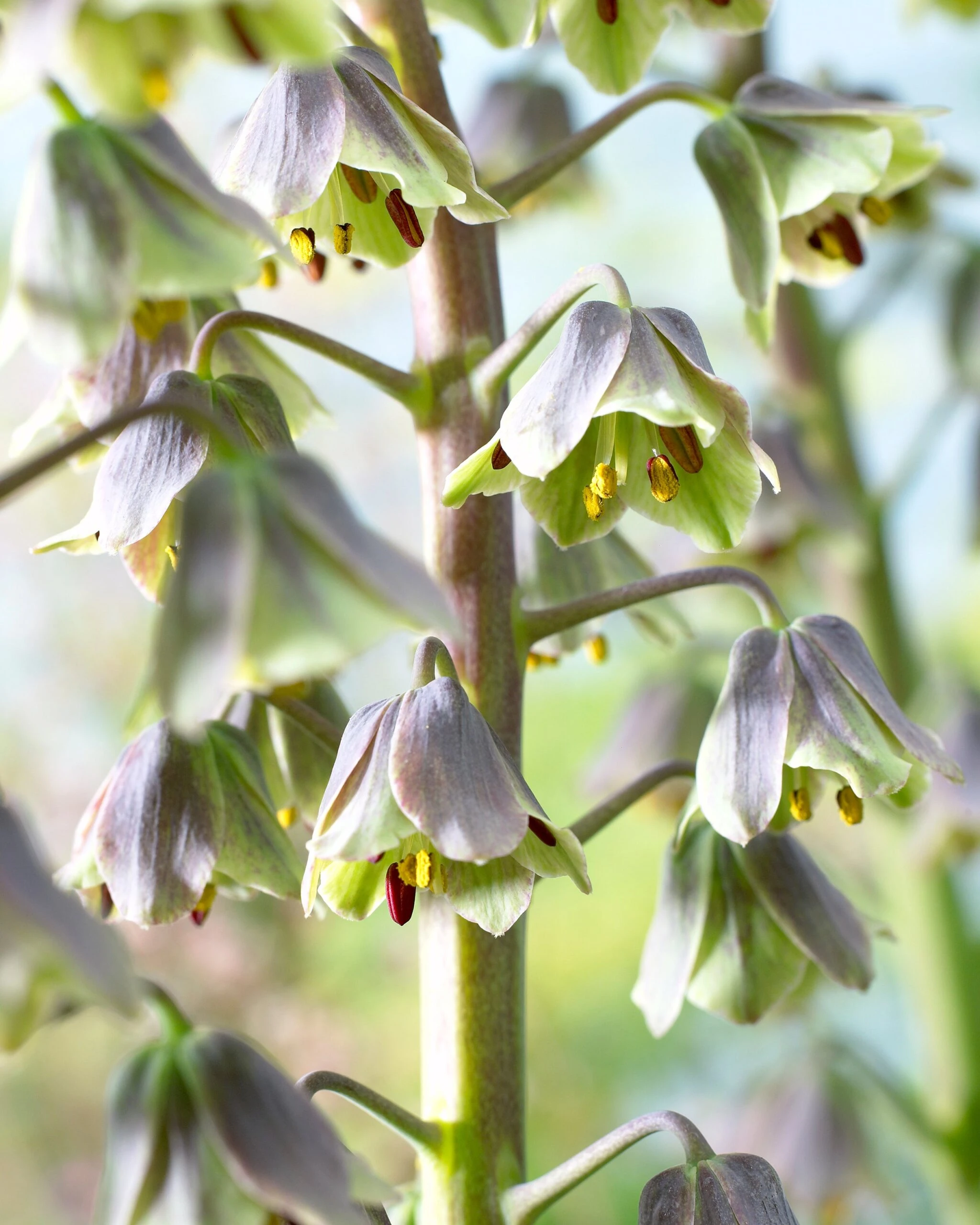 Fritillaria 'Green Dreams' 5 Fritillaria 'Green Dreams' - Image 3