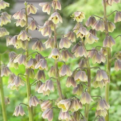 Fritillaria 'Green Dreams' 13 Fritillaria 'Green Dreams' -UK Garden Plants Shop fritillaria green dreams 4 scaled