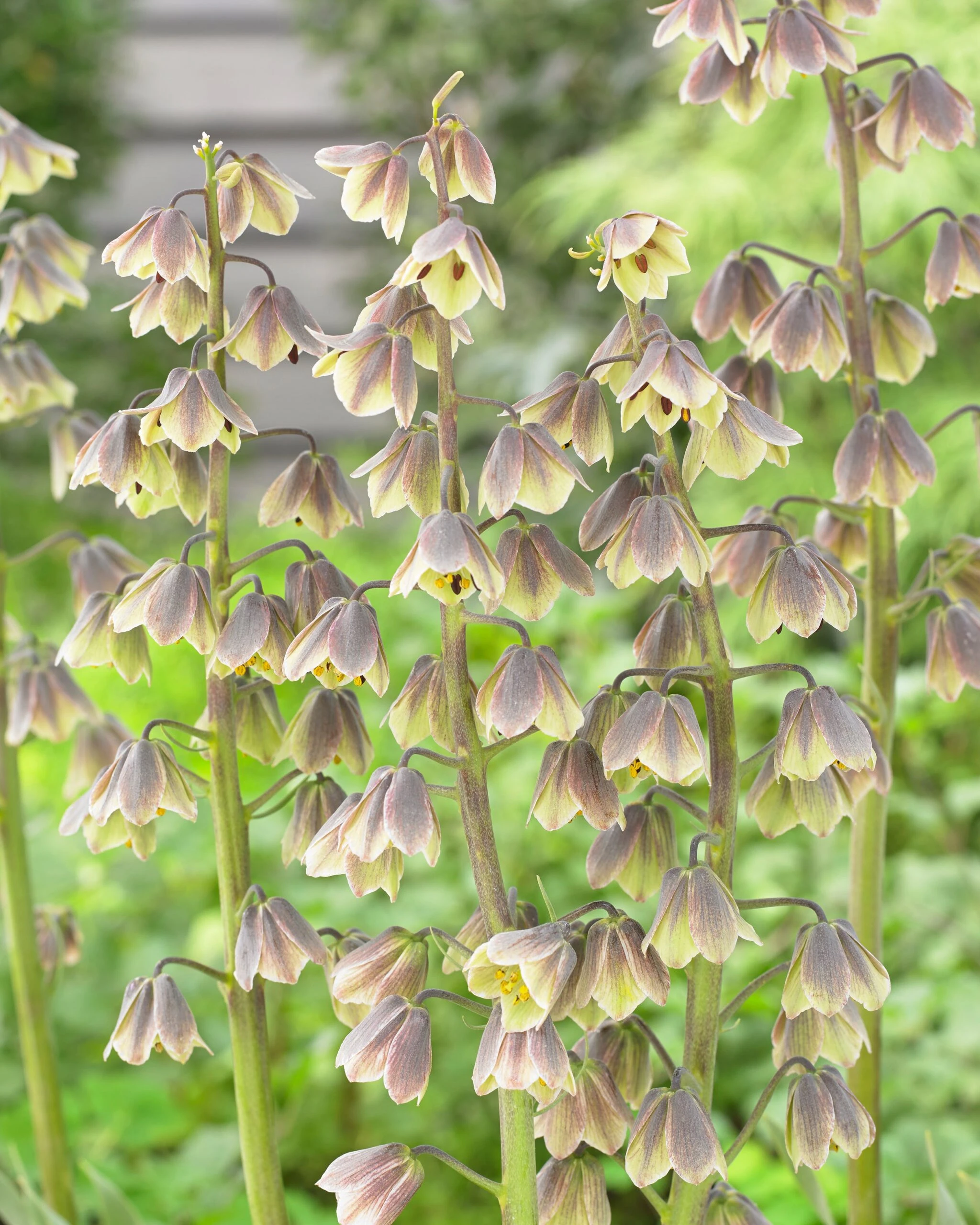 Fritillaria 'Green Dreams' 6 Fritillaria 'Green Dreams' - Image 4