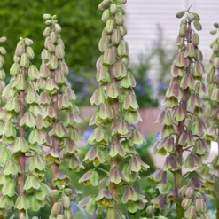 Fritillaria 'Green Dreams' 14 Fritillaria 'Green Dreams' -UK Garden Plants Shop fritillaria green dreams 5