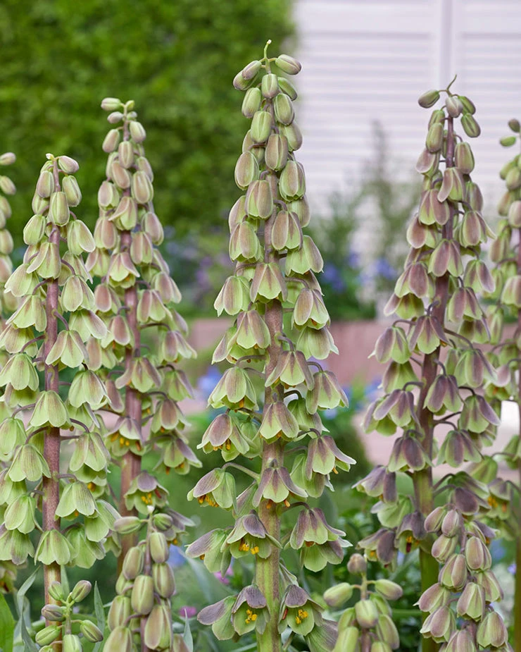 Fritillaria 'Green Dreams' 7 Fritillaria 'Green Dreams' - Image 5