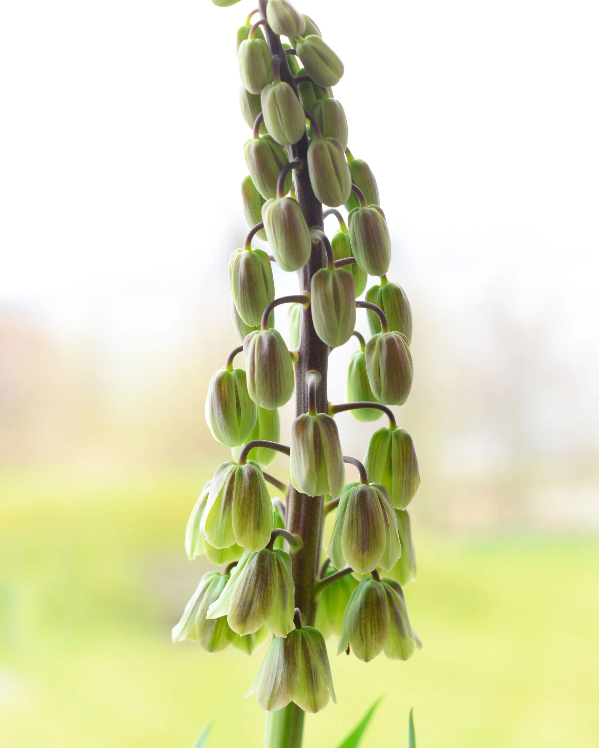 Fritillaria 'Green Dreams' 8 Fritillaria 'Green Dreams' - Image 6