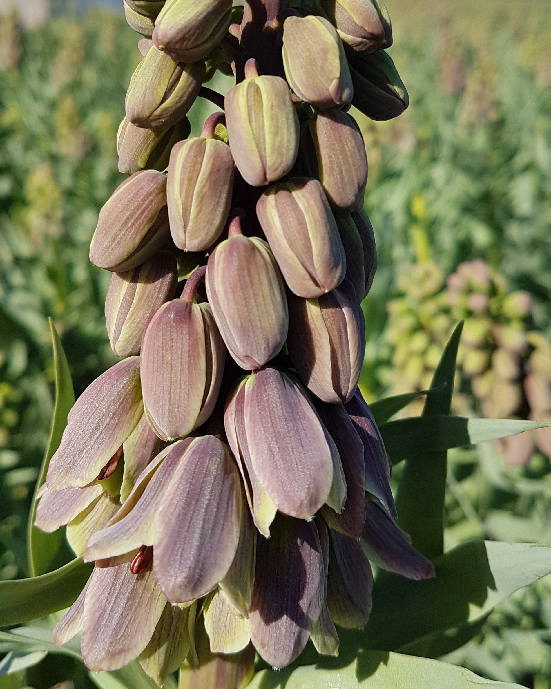 Fritillaria 'Green Dreams' 10 Fritillaria 'Green Dreams' - Image 8