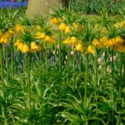 Fritillaria Imperialis 'Lutea' -UK Garden Plants Shop fritillaria imperalis lutea 1