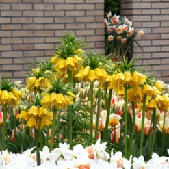 Fritillaria Imperialis 'Lutea' -UK Garden Plants Shop fritillaria imperalis lutea 10