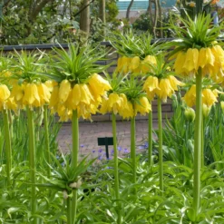 Fritillaria Imperialis 'Lutea' -UK Garden Plants Shop fritillaria imperalis lutea 2
