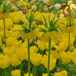 Fritillaria Imperialis 'Lutea' -UK Garden Plants Shop fritillaria imperalis lutea 4