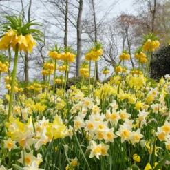 Fritillaria Imperialis 'Lutea' -UK Garden Plants Shop fritillaria imperalis lutea 6