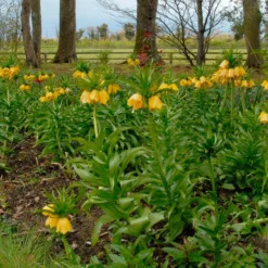 Fritillaria Imperialis 'Lutea' -UK Garden Plants Shop fritillaria imperalis lutea 8