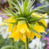 Fritillaria Imperialis 'Lutea' -UK Garden Plants Shop fritillaria imperialis lutea 12