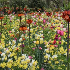 Fritillaria Imperialis 'Rubra' -UK Garden Plants Shop fritillaria imperialis rubra 1