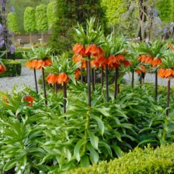 Fritillaria Imperialis 'Rubra' -UK Garden Plants Shop fritillaria imperialis rubra 3