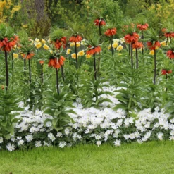 Fritillaria Imperialis 'Rubra' -UK Garden Plants Shop fritillaria imperialis rubra 6