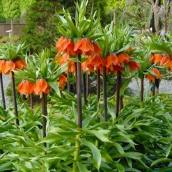 Fritillaria Imperialis 'Rubra' -UK Garden Plants Shop fritillaria imperialis rubra 8