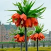 Fritillaria Imperialis 'Rubra' -UK Garden Plants Shop fritillaria imperialis rubra 9