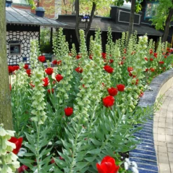 Fritillaria 'Ivory Bells' -UK Garden Plants Shop fritillaria ivory bells 1