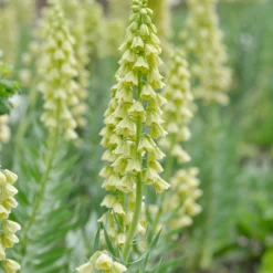 Fritillaria 'Ivory Bells' -UK Garden Plants Shop fritillaria ivory bells 1 f14ce393 1f05 4265 9fce 90b3b1a4a411 scaled