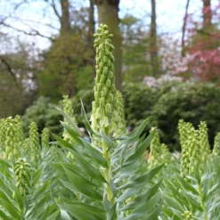 Fritillaria 'Ivory Bells' -UK Garden Plants Shop fritillaria ivory bells 3 8401e71e 5f94 4cbc a8cc cba43e383512