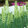 Fritillaria 'Ivory Bells' -UK Garden Plants Shop fritillaria ivory bells 4