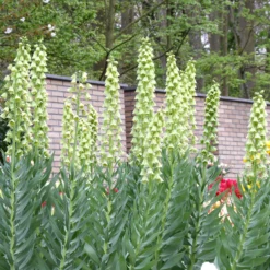 Fritillaria 'Ivory Bells' -UK Garden Plants Shop fritillaria ivory bells 5