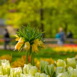 Fritillaria Imperialis 'Lutea' -UK Garden Plants Shop fritillaria lutea 1 scaled