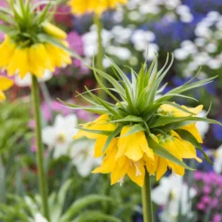 Fritillaria Imperialis 'Lutea' -UK Garden Plants Shop fritillaria lutea 2 scaled