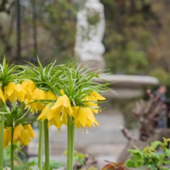 Fritillaria Imperialis 'Lutea' -UK Garden Plants Shop fritillaria lutea 3 scaled