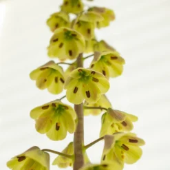 Fritillaria 'Magic Bells' -UK Garden Plants Shop fritillaria magic bells 3 scaled