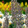 Fritillaria 'Magic Bells' -UK Garden Plants Shop fritillaria magic bells 4 scaled