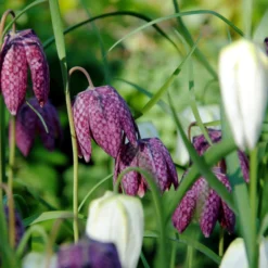 Fritillaria Meleagris 'Mix' -UK Garden Plants Shop fritillaria meleagris 0 scaled