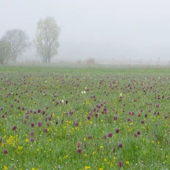 Fritillaria Meleagris 'Mix' -UK Garden Plants Shop fritillaria meleagris 1