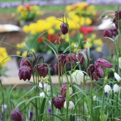 Fritillaria Meleagris 'Mix' -UK Garden Plants Shop fritillaria meleagris 1 6f10ca71 ff08 4979 82a2 b20a5efe9102