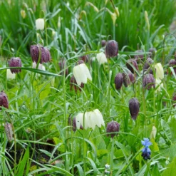 Fritillaria Meleagris 'Mix' -UK Garden Plants Shop fritillaria meleagris 2