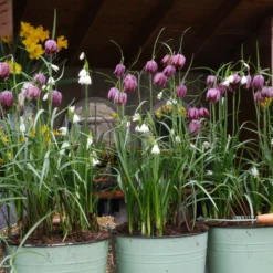 Fritillaria Meleagris 'Mix' -UK Garden Plants Shop fritillaria meleagris 2 7a4c77d1 ea89 457b 8629 0e4d6a6c3843