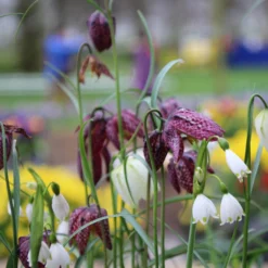Fritillaria Meleagris 'Mix' -UK Garden Plants Shop fritillaria meleagris 3 79841285 692f 4fe5 81f1 0c18bc078075