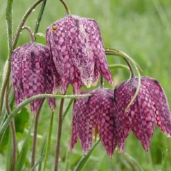 Fritillaria Meleagris 'Mix' -UK Garden Plants Shop fritillaria meleagris 4