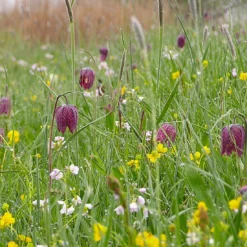 Fritillaria Meleagris 'Mix' -UK Garden Plants Shop fritillaria meleagris 5