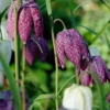 Fritillaria Meleagris 'Mix' -UK Garden Plants Shop fritillaria meleagris 6 ca2e363b 61b9 440e a092 e77ff1dcdc7e