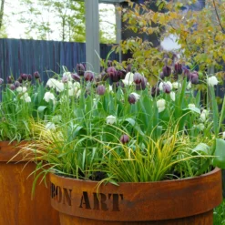 Fritillaria Meleagris 'Mix' -UK Garden Plants Shop fritillaria meleagris 7