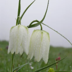 Fritillaria Meleagris 'Alba' -UK Garden Plants Shop fritillaria meleagris alba 10