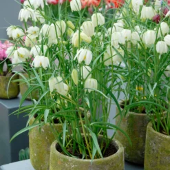 Fritillaria Meleagris 'Alba' -UK Garden Plants Shop fritillaria meleagris alba 11 scaled