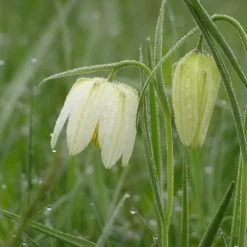 Fritillaria Meleagris 'Alba' -UK Garden Plants Shop fritillaria meleagris alba 2