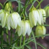 Fritillaria Meleagris 'Alba' -UK Garden Plants Shop fritillaria meleagris alba 4