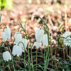 Fritillaria Meleagris 'Alba' -UK Garden Plants Shop fritillaria meleagris alba 5