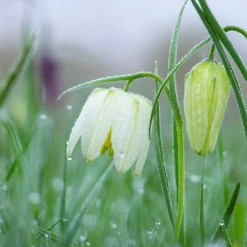 Fritillaria Meleagris 'Alba' -UK Garden Plants Shop fritillaria meleagris alba 9