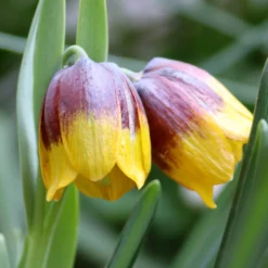 Fritillaria Michailovskyi -UK Garden Plants Shop fritillaria michailovsky 01
